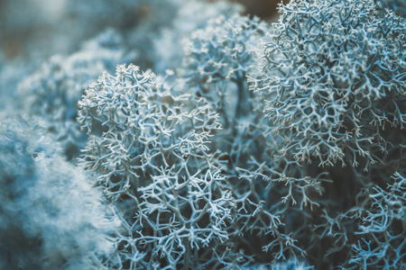 Harnessing natural preservation with lichen