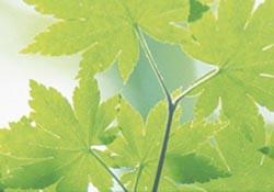 Company celebrates  gold CSR rating