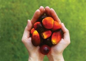 Options for sustainably-sourced palm derivatives