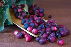 Superfood extracts available