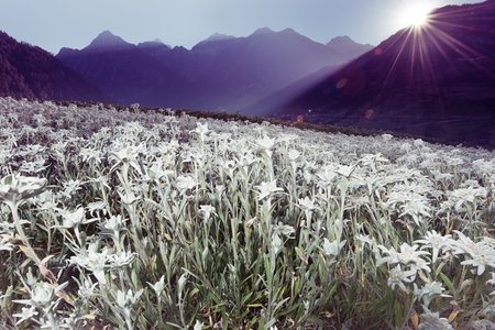 Site approved by Fair Trade