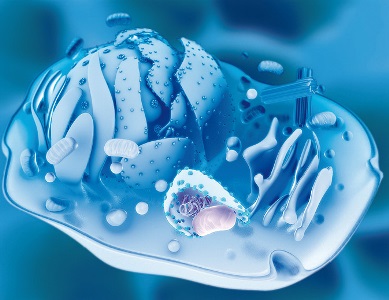 Pioneers in cosmetic cutaneous autophagy 