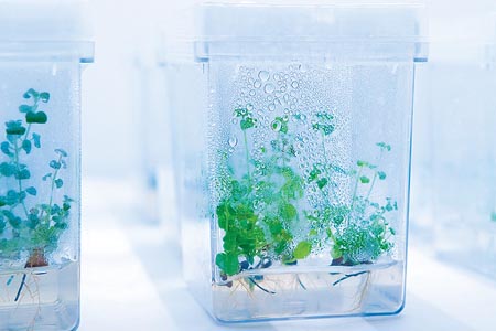Botanicals site opened in France