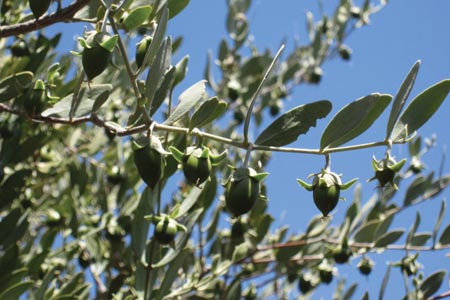 New jojoba process facility 