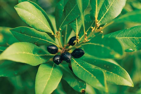Laurel berry oil introduced