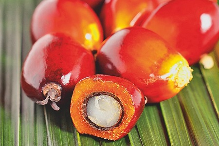 Partnership promotes sustainable palm oil and derivatives