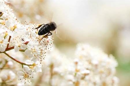 Black bee honey ferment to restore the skin’s natural microflora