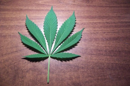 Sales of hemp based products to soar 