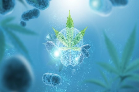 Launch of ingredient made from Cannabis sativa stem cells