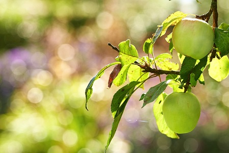 Plant stem cells for hair follicle rejuvenation