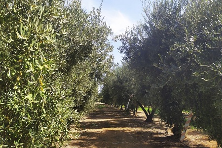 CSR Programme to protect Catalonian olive trees