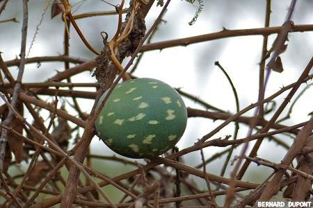 Calabash Oil for skin and hair protection