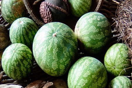 Organic kalahari melon oil introduced