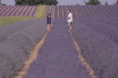 Partnership boosts sustainable lavender production