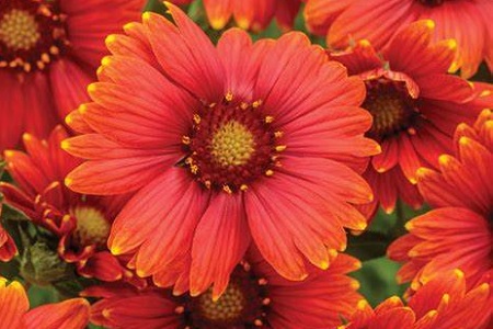 A mild, long-lasting warming agent