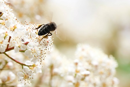Black bee honey ferment shortlisted for Green Award