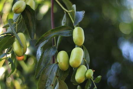 New ingredient for the uncovering of luminous skin
