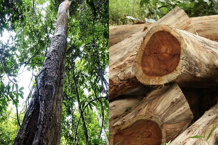 Rosewood essential oil introduced to portfolio