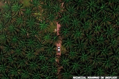 RSPO mass balance certification announced