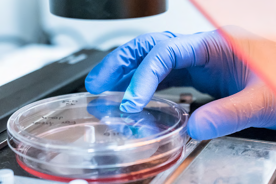 Joint development of 3D model of dermal microtissue 