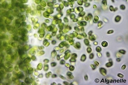 Partnership for synthetic biology