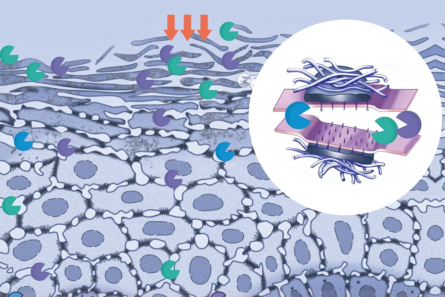 New data shows boost to natural exfoliation and cell renewal