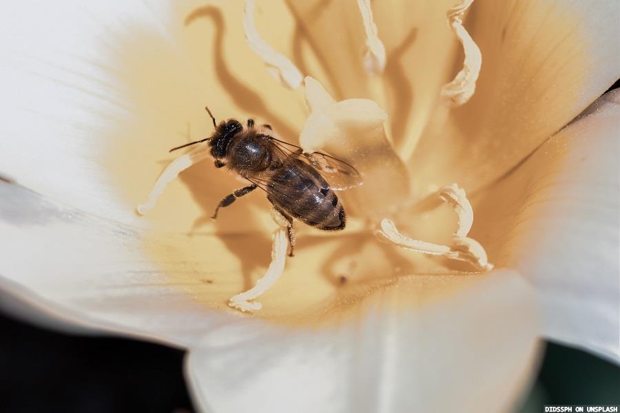 Initiative to support beekeepers in Africa