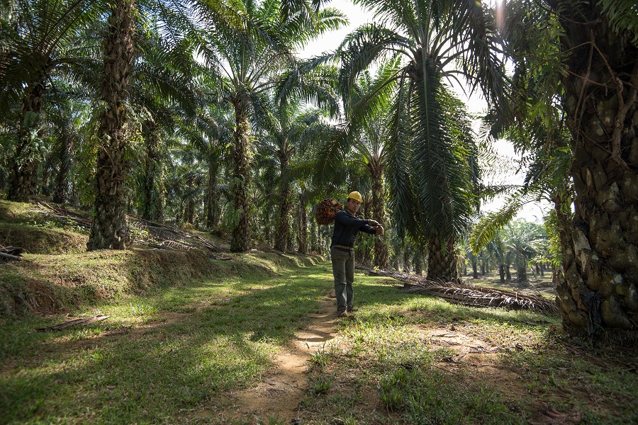 Palm progress report released