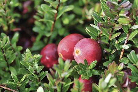 Cranberry-based anti-ageing ingredient