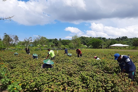 Sustainable patchouli programme extended