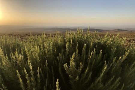 Rosemary for preservation from Givaudan