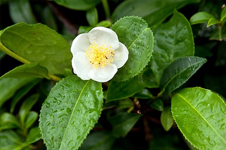 Green tea extracts for hair protection