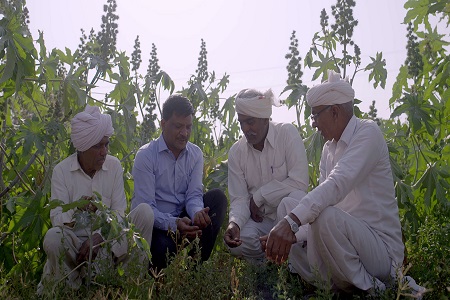 Sustainable castor bean programme results