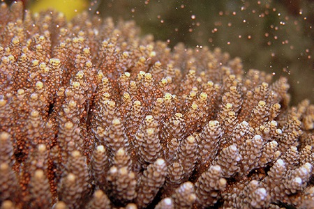 Kose: UV absorbers not harmful to coral