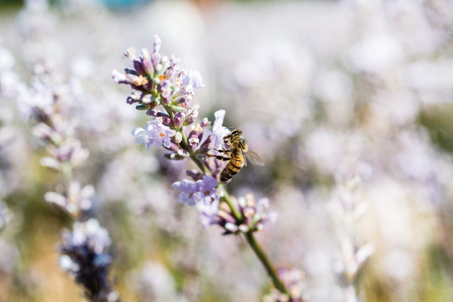 Symrise makes double play for French fragrance houses