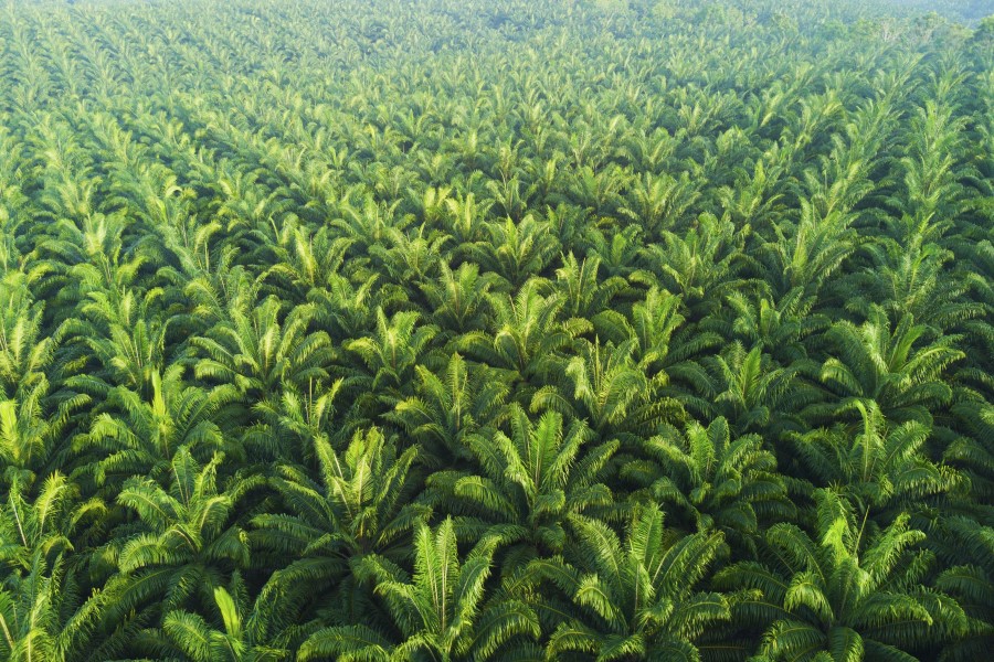 Ecovia: ethical sourcing becoming industry norm