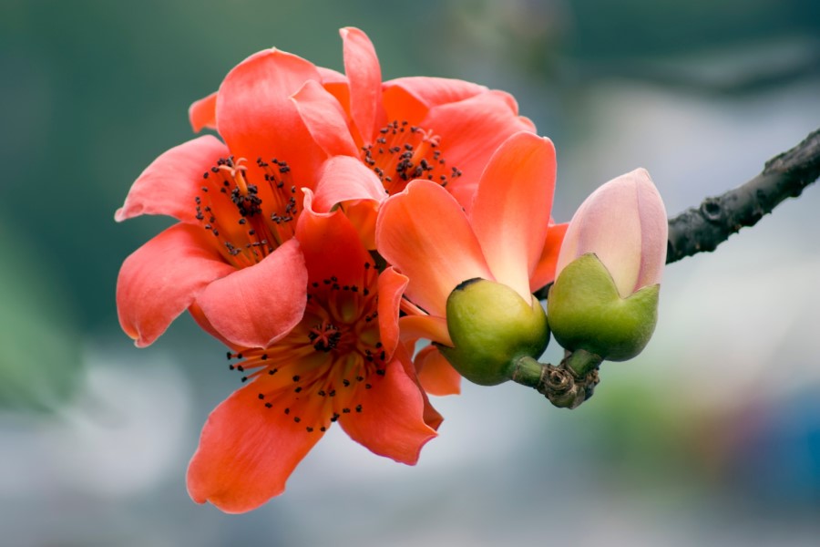 Laboratoires Expanscience launches Calybiota Bio active ingredient