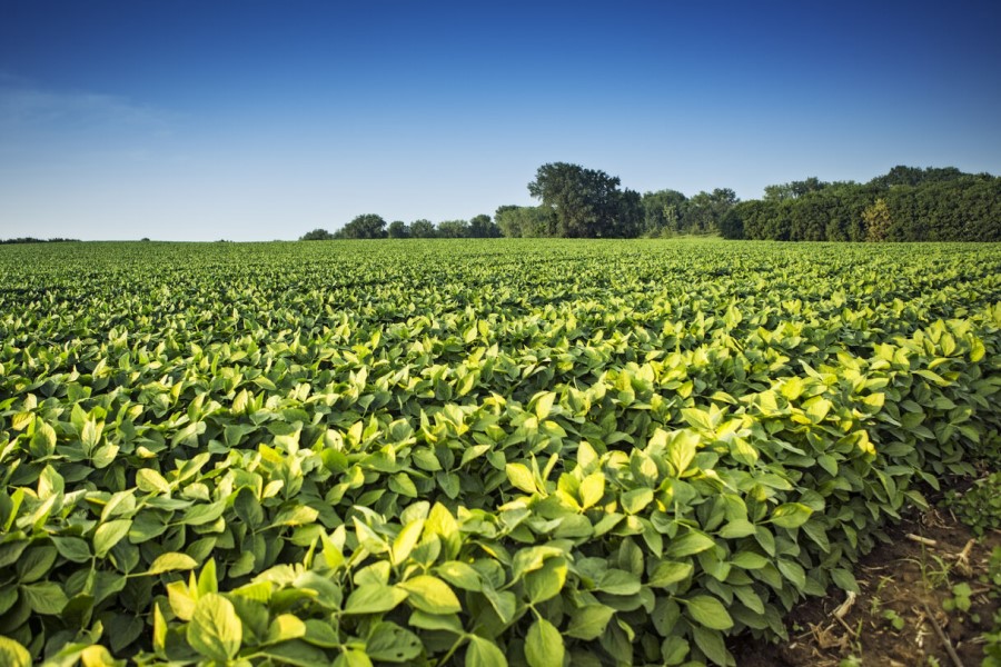 BASF serves up Plantapon Soy bio-based surfactant