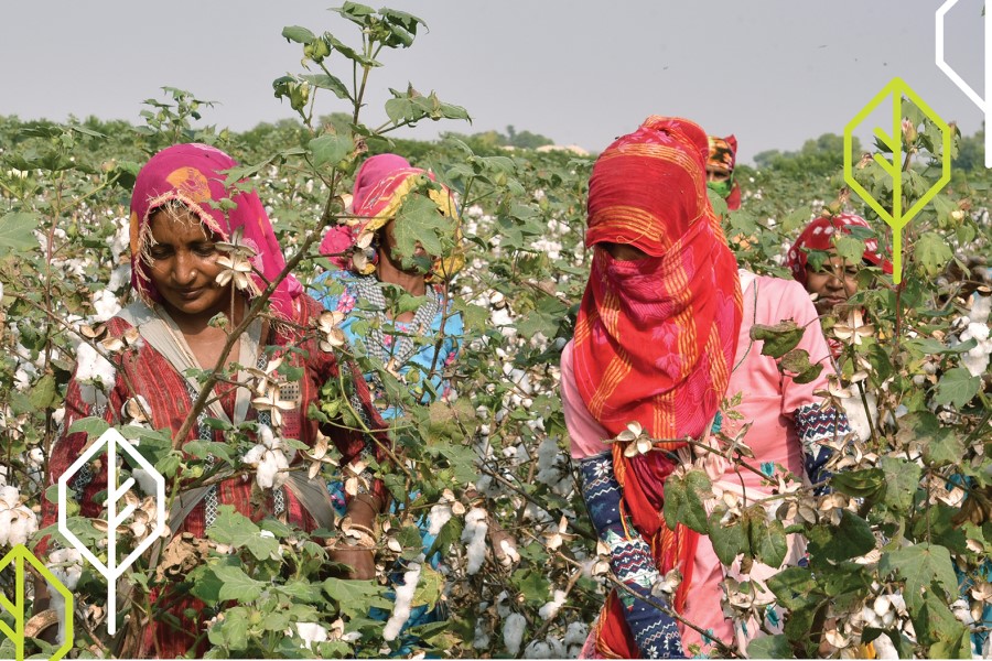 Ashland to swell participation in Indian sustainable guar scheme