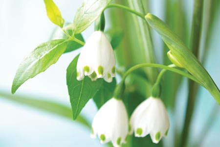 Summer snowflake bulb: A Botox-like active