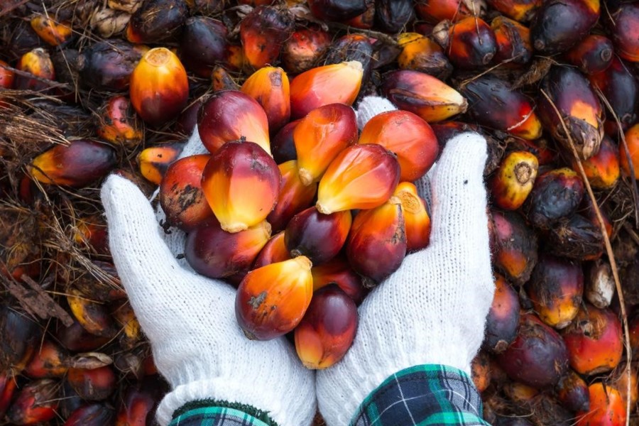 BASF pilots end-to-end palm kernel oil supply chain traceability platform