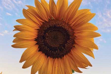 Benefits of azelaic acid from high oleic sunflower oil