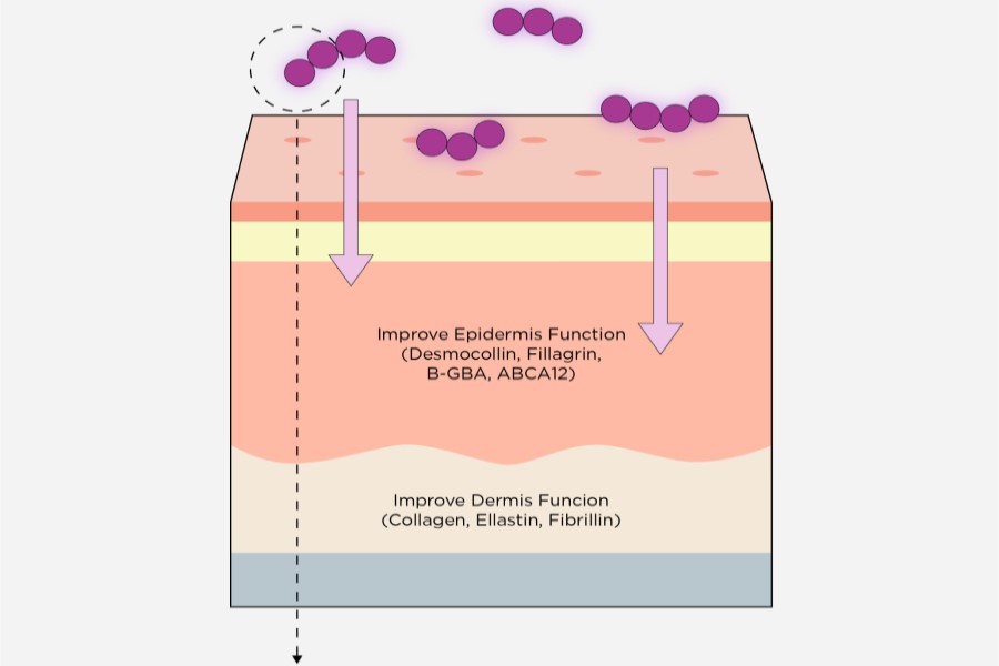 Cosmax ‘discovers second-generation skin microbiome’
