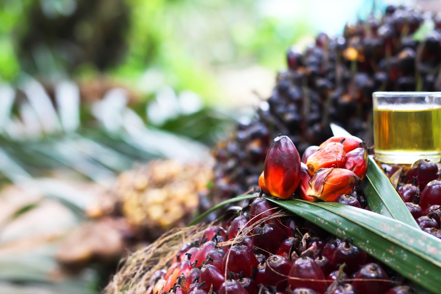 BASF hits 2021 sustainable palm oil commitment target