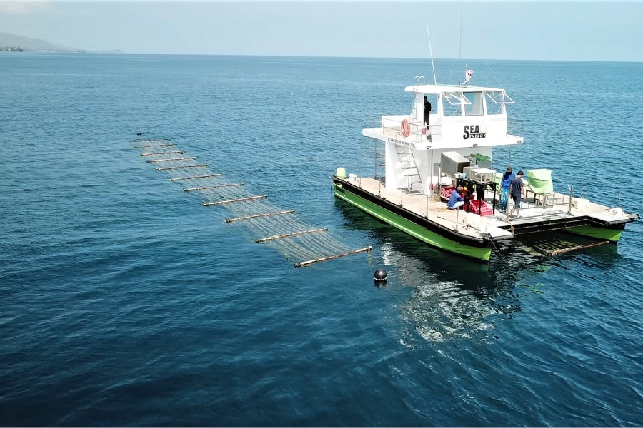 BASF invests in Indian producer of tropical red seaweed