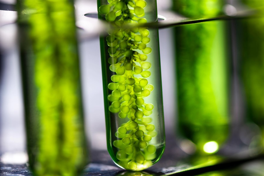 L’Oréal acquires minority stake in microalgae actives outfit Microphyt