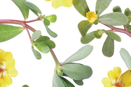 Scalp soothing properties of Portulaca oleracea