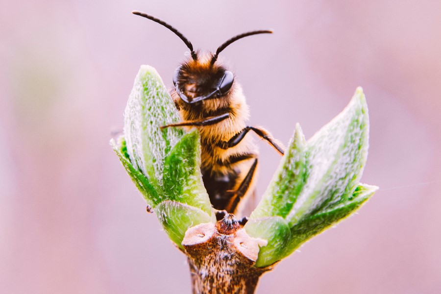 Wax maker Koster Keunen premieres The Bee Story