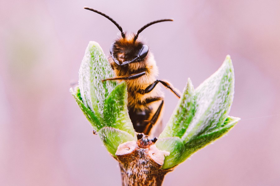 Voice of the beehive: Koster Keunen presents The Buzz