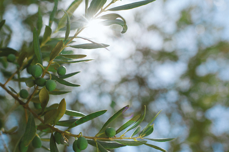 Beneficial skin properties  of olive tree leaves